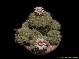 Gymnocalycium hybopleurum 332